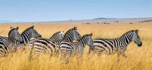 Buenos Aires, Calafate, Chalten & Ushuaia